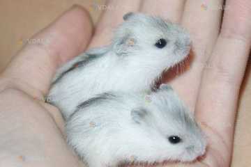 Джунгарики Джунгарики - VDALA.PRO