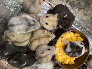 Джунгарики Джунгарики - VDALA.PRO