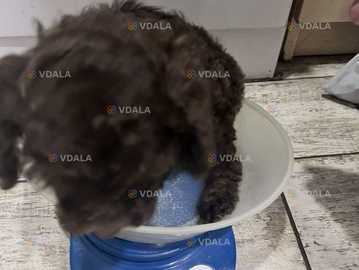 Той пудель Той пудель - VDALA.PRO