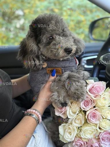 Той пудель - VDALA.PRO