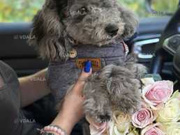 Той пудель - VDALA.PRO