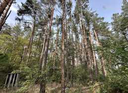 Продаются участки в сосновом лесу, 1000 га. - VDALA.PRO