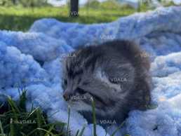 Віддам кошеня в добрі руки! - VDALA.PRO