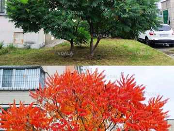 1-1.8м дворічне Оцтове дерево, оленорогий Сумах декоративні саджанці - VDALA.PRO