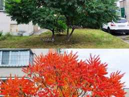 1-1.8м дворічне Оцтове дерево, оленорогий Сумах декоративні саджанці 1-1.8м дворічне Оцтове дерево, оленорогий Сумах декоративні саджанці - VDALA.PRO