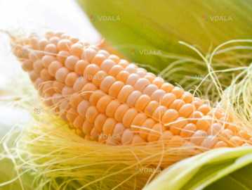 Кукурудзи дн Пивиха - VDALA.PRO