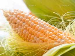 Кукурудзи дн Пивиха - VDALA.PRO