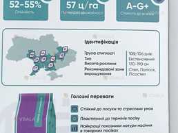 Насіння соняшника HC X 8005* екстра - VDALA.PRO