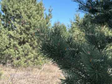 Продається земельна ділянка 0,1 га. Продається земельна ділянка 0,1 га. - VDALA.PRO