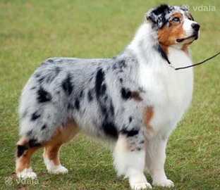 Стрижка великих порід собак,стрижка котів,вичісування,грумер,з виїздом - VDALA.PRO