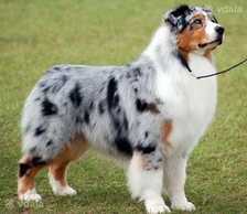 Стрижка великих порід собак,стрижка котів,вичісування,грумер,з виїздом - VDALA.PRO