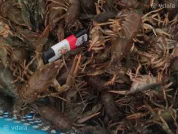 Продам раки опт та розниця - VDALA.PRO