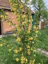 Здам будинок 3 кімн., 1 поверх, 55 м². - VDALA.PRO - 2