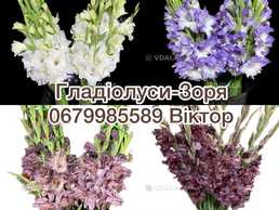 Цибулини гладіолусів - VDALA.PRO