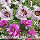 Цибулини гладіолусів - VDALA.PRO - 6