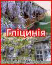Цибулини гладіолусів - VDALA.PRO - 8