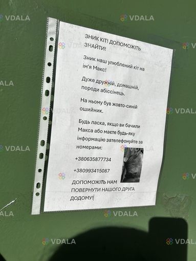 Помогите найти кота - VDALA.PRO