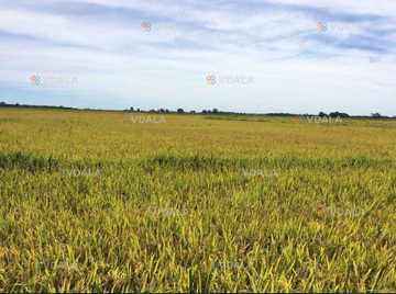 Продам Земельный участок 4 га. - VDALA.PRO