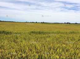 Продам земельну ділянку Продам земельну ділянку - VDALA.PRO