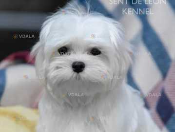 Білосніжне щастячко мальтезе - VDALA.PRO