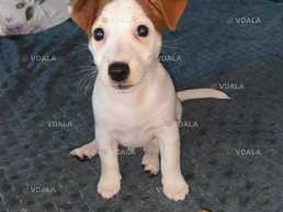 Цуценя Джек-Рассел - VDALA.PRO