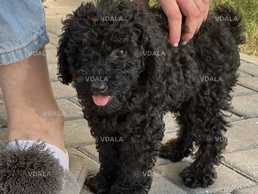 Той пудель - аристократический брюнет Той пудель - аристократический брюнет - VDALA.PRO