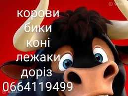 Куплю коров, свиней, лошадей Куплю коров, свиней, лошадей - VDALA.PRO