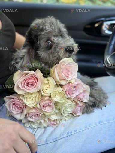 Той пудель - аристократический брюнет - VDALA.PRO