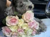 Той пудель - аристократический брюнет - VDALA.PRO - 1