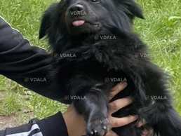 Песик шукає дім - VDALA.PRO