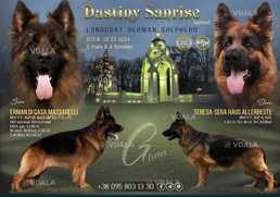 Цуценята німецької вівчарки - VDALA.PRO