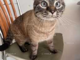 Молодий котя шукає сімʼю в Києві, звати Філл - VDALA.PRO