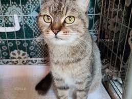 Віддам у добрі руки кицюню - VDALA.PRO