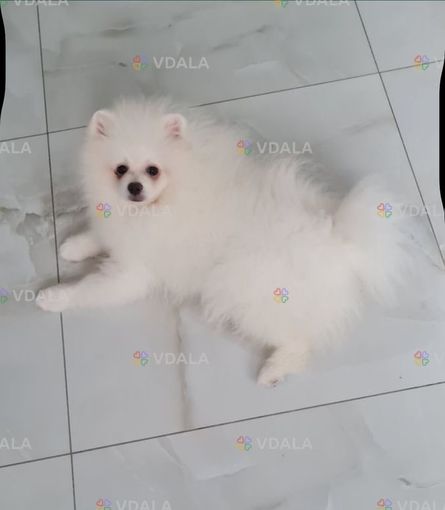 Пропоную хлопчика шпіца - VDALA.PRO