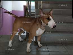 Віддам бультерьера в добрі руки - VDALA.PRO