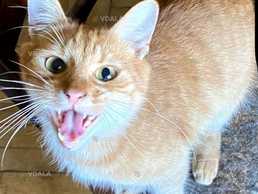 Київ Терміново шукаємо родину для котика Рудіка - VDALA.PRO