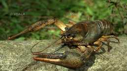 Раки Куплю дорого - VDALA.PRO