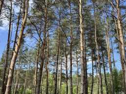 Продам земельну ділянку 0,1250 га. - VDALA.PRO