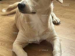 собачка метис з документами - VDALA.PRO