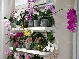 Орхідеї з домашньої колекції. Понад 100 шт. - Додаю нові орхідеї - VDALA.PRO