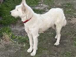 Метис Аіденський Бувье безкоштовно - VDALA.PRO