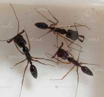 Odontomachus monticola капканчики купить в Украине - VDALA.PRO