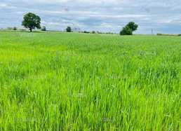 Продам Земельна ділянка 40 га. - VDALA.PRO