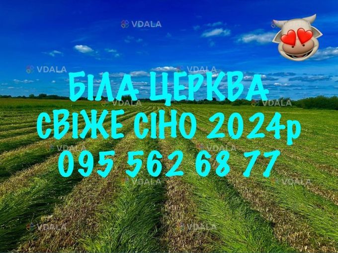 Продаємо сіно в любих об'ємах від виробника!!! Сіно лугове, Покіс 2024 - VDALA.PRO