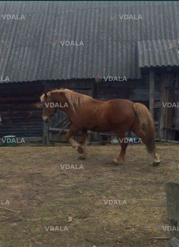 Продається кінь, 14 років Продаю надійного та сильного коня - VDALA.PRO