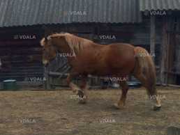 Продається кінь, 14 років Продаю надійного та сильного коня - VDALA.PRO