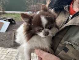 собачки чихуахуа - VDALA.PRO