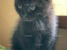 кошенята в добрі руки - VDALA.PRO