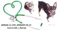 Вызов ветеринара на дом Днепр Кастрация, Стерилизация - VDALA.PRO