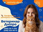 Вызов ветеринара на дом Днепр Кастрация, Стерилизация - 6 Вызов ветеринара на дом Днепр Кастрация, Стерилизация - VDALA.PRO - 6